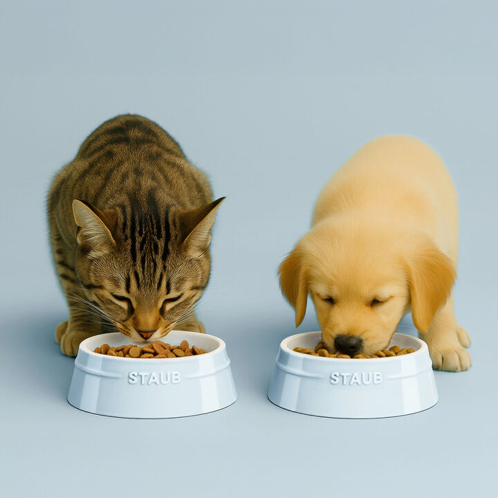 Ceramique, Pet Bowl 800 ml, ceramic, light blue, large 4